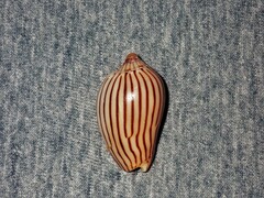 Amoria zebra
