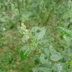 Prostanthera melissifolia