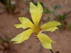 Goodenia fascicularis