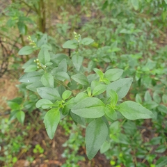 Prostanthera melissifolia