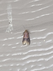 Eulogia ochrifrontella