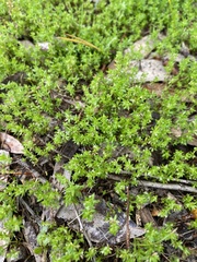 Galium murale