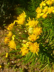 Euryops linifolius