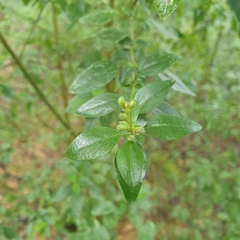 Prostanthera melissifolia