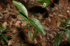 Melodinus australis