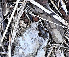 Allonemobius fasciatus