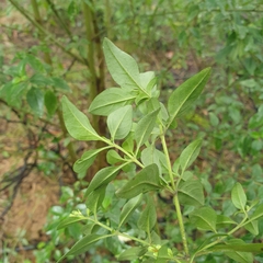 Prostanthera melissifolia