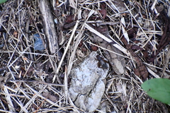 Allonemobius fasciatus