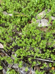 Galium murale