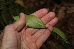 Melodinus australis