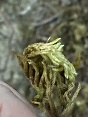 Homalothecium megaptilum