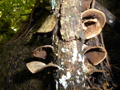 Trametes villosa