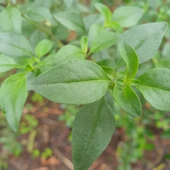 Prostanthera melissifolia