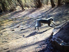 Chlorocebus pygerythrus pygerythrus