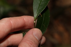 Melodinus australis