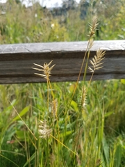 Agropyron cristatum