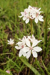 Burchardia umbellata