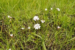 Burchardia umbellata
