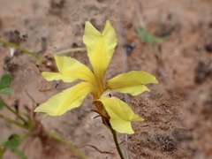 Goodenia fascicularis