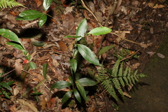Melodinus australis