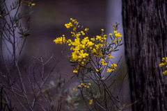 Acacia buxifolia