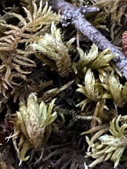 Homalothecium megaptilum