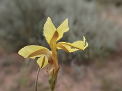 Goodenia fascicularis