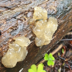 Myxarium nucleatum