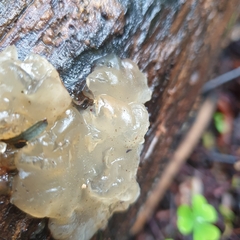 Myxarium nucleatum