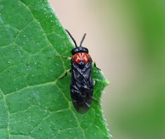 Eutomostethus ephippium