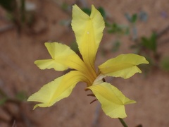 Goodenia fascicularis