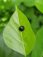 Chilocorus nigritus