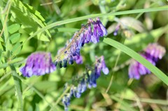 Vicia villosa villosa