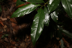 Cryptocarya macdonaldii