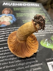 Chroogomphus tomentosus