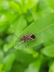 Graptostethus servus