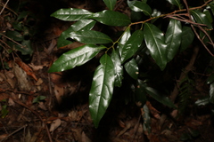 Cryptocarya macdonaldii