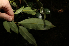 Cryptocarya macdonaldii