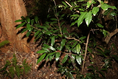 Cryptocarya macdonaldii