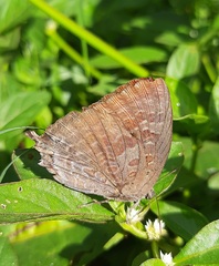Arhopala amantes