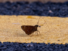 Pelopidas assamensis