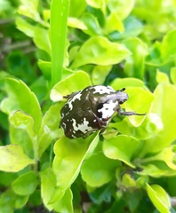 Protaetia aurichalcea