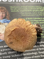 Chroogomphus tomentosus