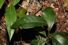 Cryptocarya obovata