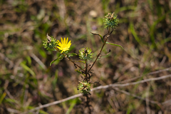 Grindelia lanceolata
