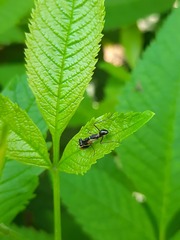 Odontomantis