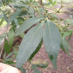 Fraxinus angustifolia