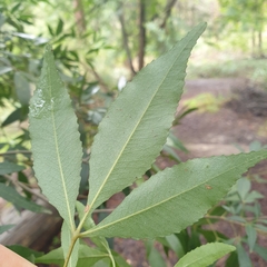 Fraxinus angustifolia