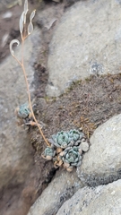 Physaria didymocarpa