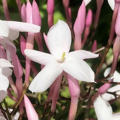 Jasminum polyanthum